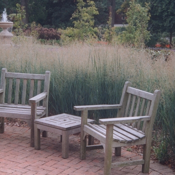Panicum virgatum 'Heavy Metal' - Heavy Metal Switch Grass