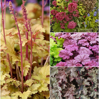 Heuchera (Assorted Coral Bells) - Assorted Coral Bells