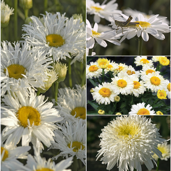 Leucanthemum x superbum - Assorted Shasta Daisy