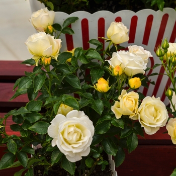 Rosa 'Novarospop' - Popcorn Drift&reg; Rose