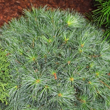 Pinus strobus - Blue Shag Dwarf Eastern White Pine