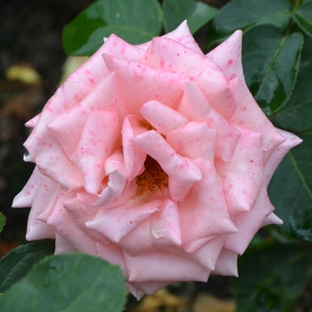 Rosa - Morden Centennial Rose