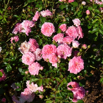Rosa 'Meiswetdom' - Sweet Drift&reg; Rose