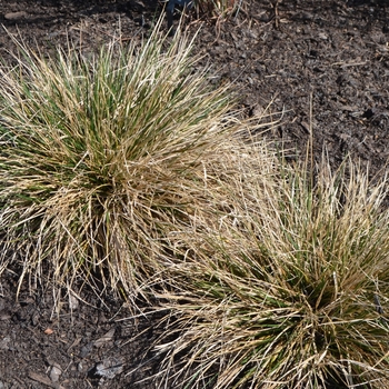 Deschampsia cespitosa - Tufted Hair Grass