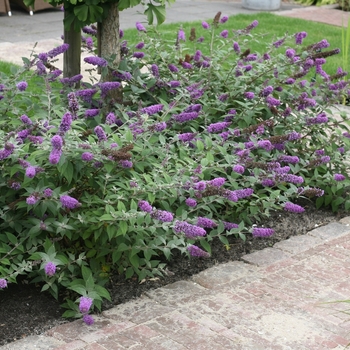 Buddleia (Butterfly Bush) - Lo and Behold&reg; Pink Micro Chip