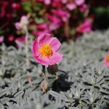 Helianthemum Assorted Varieties - Sun Rose