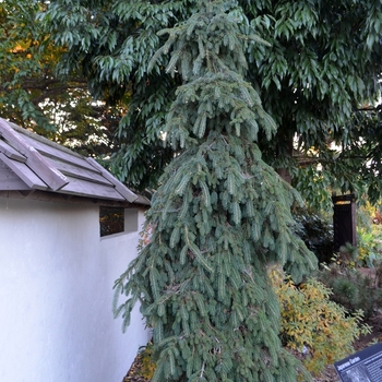 Picea glauca 'Pendula' - Weeping White Spruce