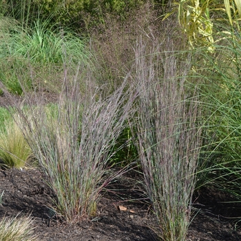 Schizachyrium scoparium - 'Blue Heaven™' Little Bluestem