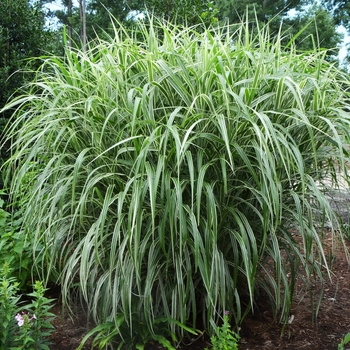 Miscanthus sinensis - Cosmopolitan Maiden Grass