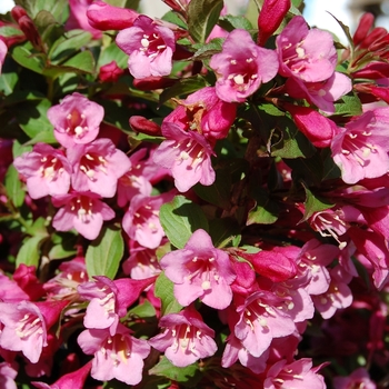 Weigela florida 'Minuet' - Minuet Weigela