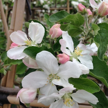 Malus domestica 'Lodi' - Lodi Apple