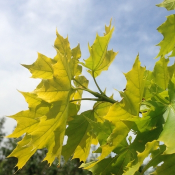 Acer platanoides 'Princeton Gold' - Princeton Gold&reg; Maple