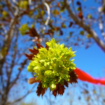 Acer platanoides 'Deborah' - Deborah or Fairview Maple