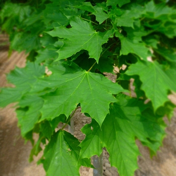 Acer platanoides 'Columnarbroad' - Parkway&reg; Maple