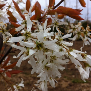 Amelanchier laevis 'JFS-ARB' PP15304 - Spring Flurry&reg;