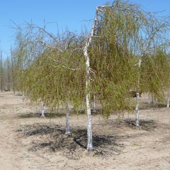 Betula pendula - Young's Weeping Birch Serpentine
