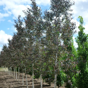Betula x - Royal Frost Birch