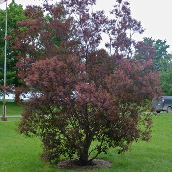 Cotinus coggygria - Royal Purple Smokebush