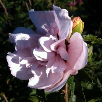 Hibiscus syriacus - 'Blushing Bride' Rose of Sharon