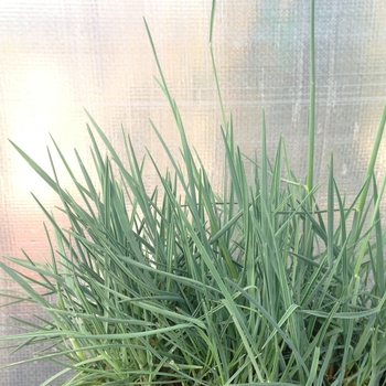 Koeleria glauca - Blue Sprite Blue Hair Grass