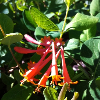 Lonicera x brownii - Dropmore Scarlet Trumpet Honeysuckle