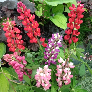 Lupinus polyphyllus - Assorted Lupine