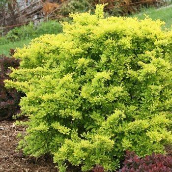 Berberis thunbergii 'Citrus' - Sunjoy Citrus Barberry