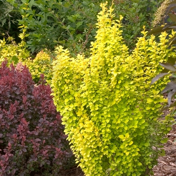 Berberis thunbergii - Sunjoy Gold Pillar&reg;