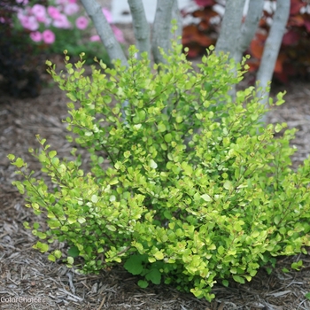 Betula x plettkei 'Golden Treasure' PPAF CBR5637 (Dwarf Birch) - Cesky Gold® Dwarf Birch