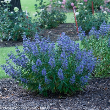 Caryopteris x clandonensis - 'Beyond Midnight&reg;' Bluebeard