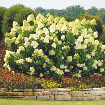 Hydrangea paniculata (Panicle Hydrangea) - 'Limelight'