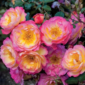 Rosa - Rainbow Happy Trails Rose