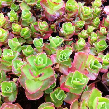 Sedum spurium 'Dragon's Blood' - Dragon's Blood Sedum