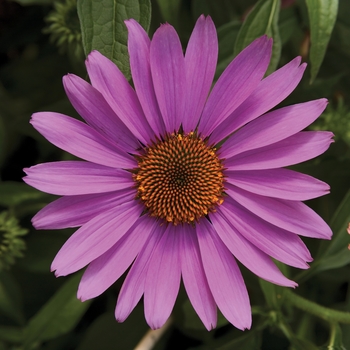 Echinacea purpurea (Coneflower) - Prairie Splendor&trade; 'Rose Compact'