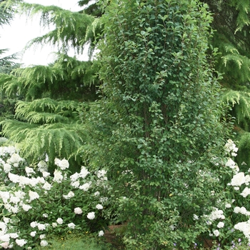 Amelanchier alnifolia - 'Standing Ovation&trade;' Serviceberry