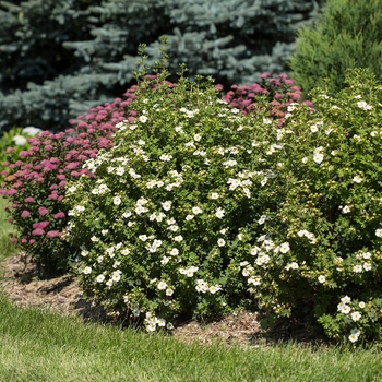 Potentilla fruticosa - Creme Brule&trade;