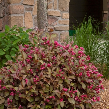 Weigela florida - Shining Sensation&trade;