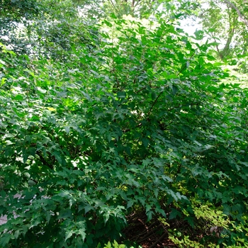 Acer ginnala 'Flame' - Flame Amur Maple