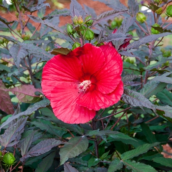 Hibiscus 'Midnight Marvel' - Midnight Marvel Rose Mallow