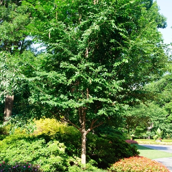 Ulmus 'Morton Glossy' - Triumph&reg; Elm
