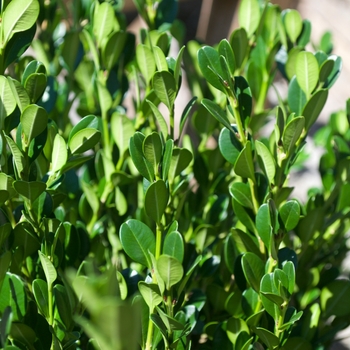 Buxus microphylla var. japonica 'Winter Gem' - Winter Gem Boxwood