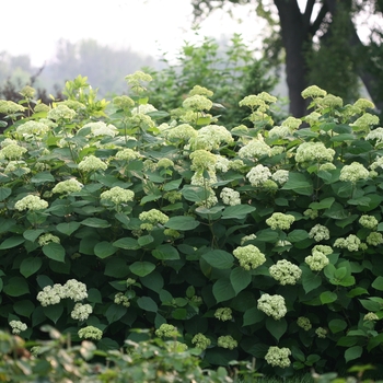 Hydrangea arborescens - 'Lime Rickey®' Smooth Hydrangea