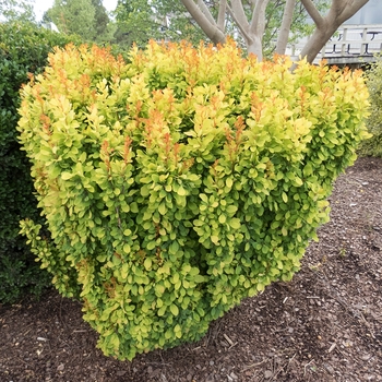 Berberis thunbergii - Golden Rocket Barberry