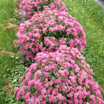 Spiraea japonica - Double Play&reg; Pink