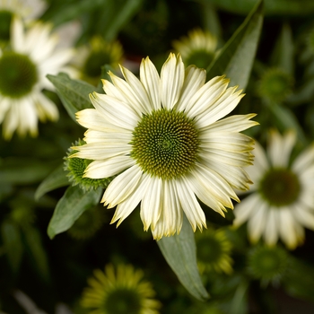 Echinacea purpurea (Coneflower) - Prairie Splendor&trade; 'Compact White'