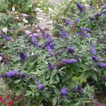 Buddleia (Butterfly Bush) - 'Pugster Blue&reg;'