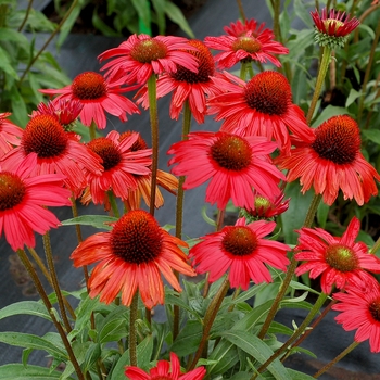 Echinacea (Coneflower) - Kismet&reg; 'Red'