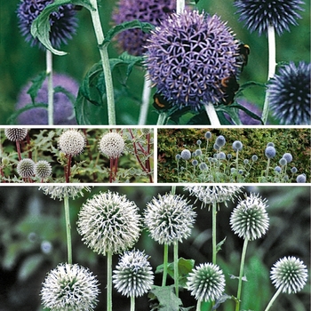 Echinops - 'Multiple Varieties' Globe Thistle
