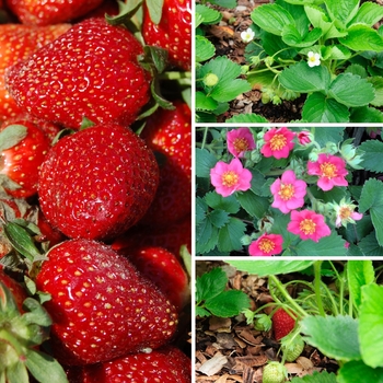 Fragaria - Assorted Strawberry