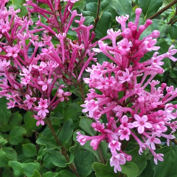 Syringa x - Bloomerang&reg; Dwarf Pink 